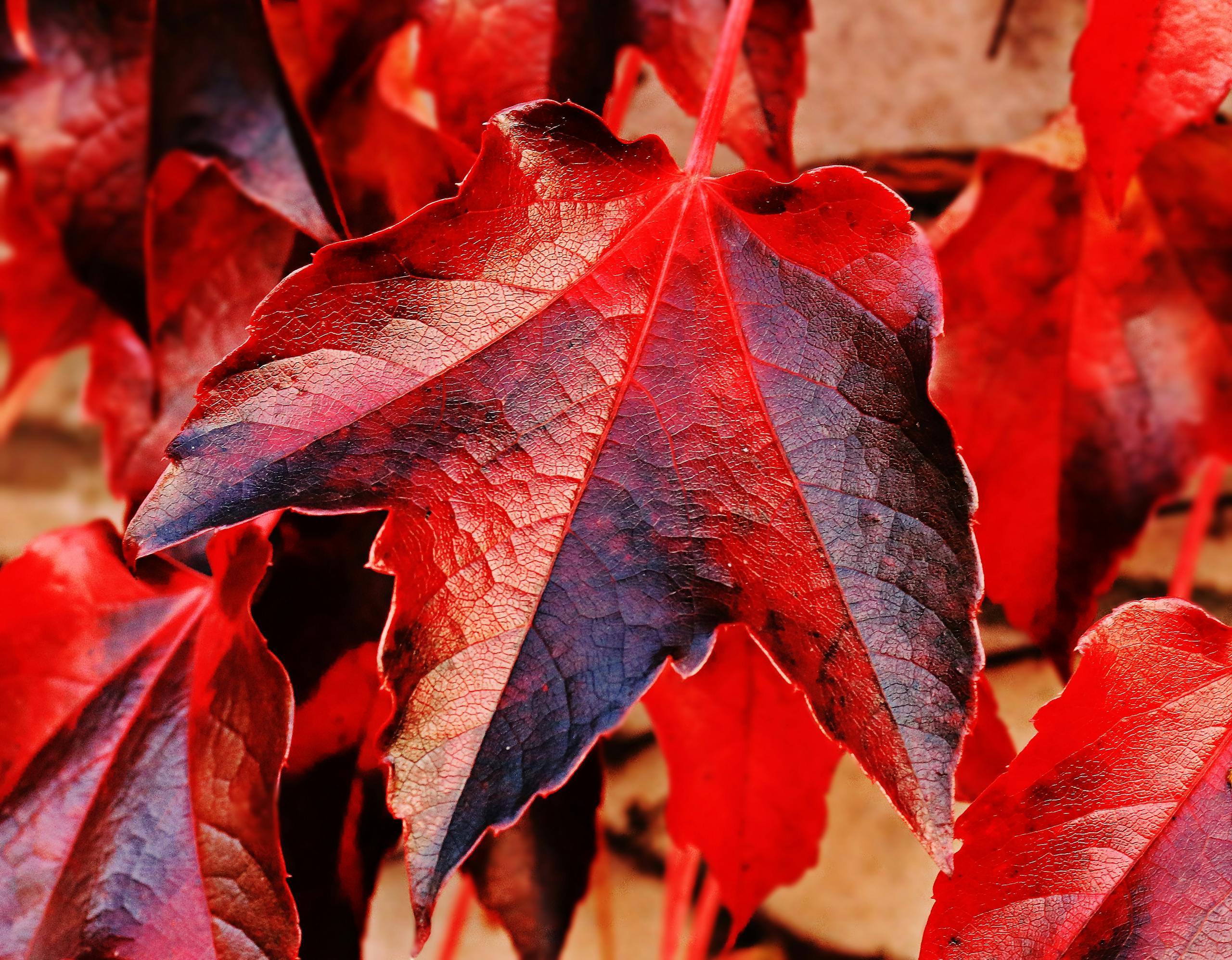 A vivid close-up of a bright red maple leaf showcasing autumn colors and textures.